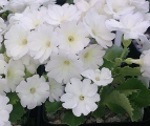 Primula marginata white lady - 8cm pot 
